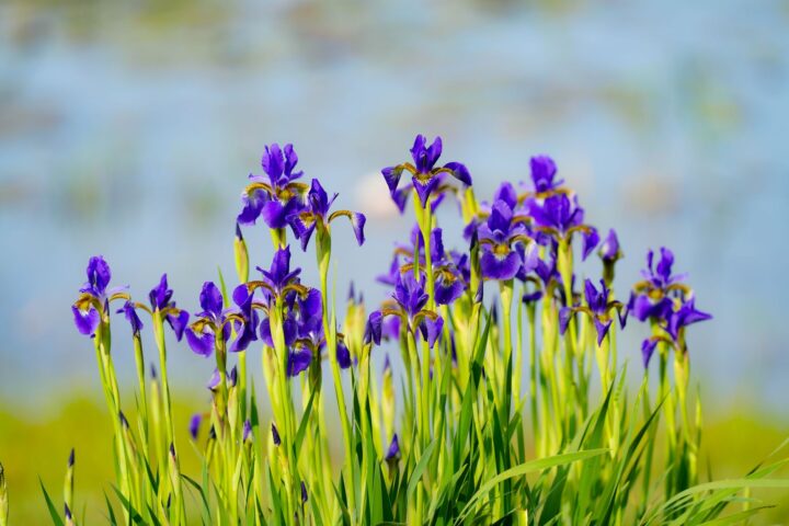 A wooden half-barrel water feature planted with blue flag iris and floating hornwort in a shaded garden corner.